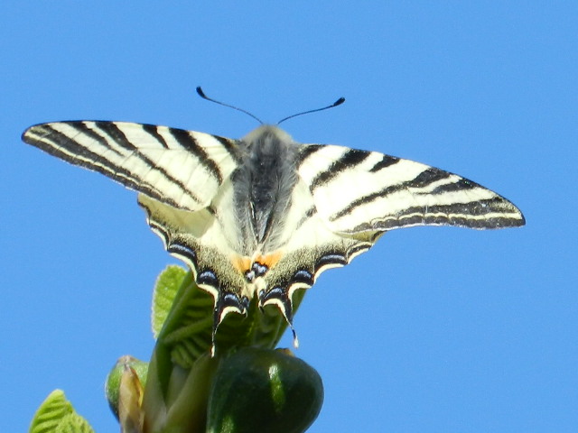 Iphiclides podalirius